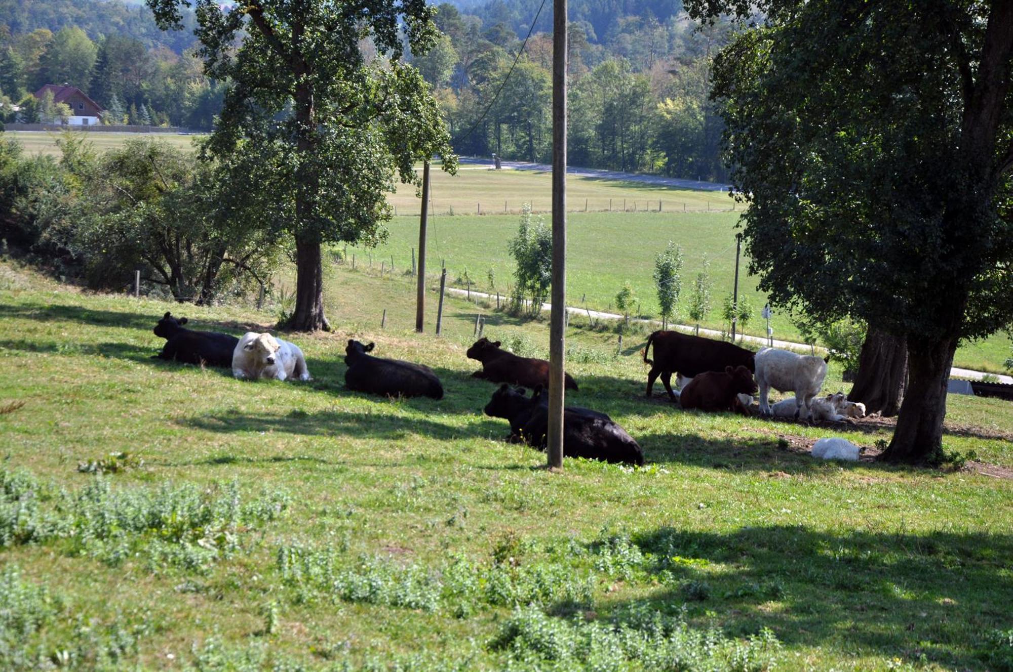 Mostheuriger Steyrdurchbruchalm Leonstein Zewnętrze zdjęcie